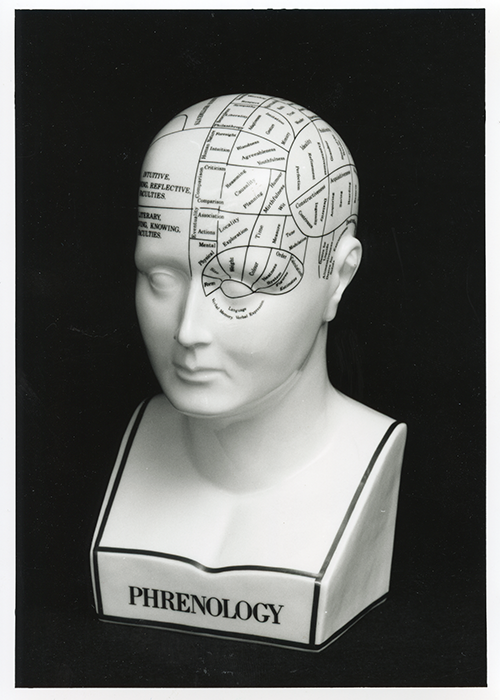 Human brain phrenology model 